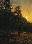 California Redwoods Bierstadt
